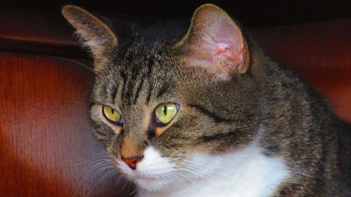 Close-up portrait of a cat