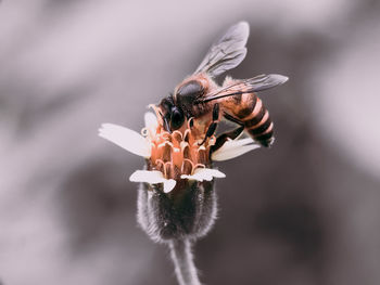 Close-up of bee pollinating flower