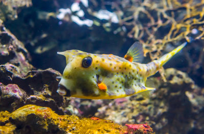 Fish swimming in sea