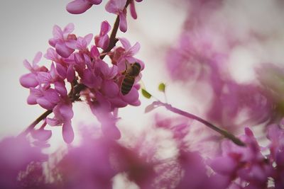 Close-up of pink flowers