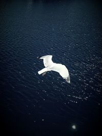 Black swan swimming in water