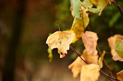 Close-up of insect on leaf