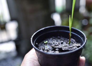 Midsection of person holding potted plant