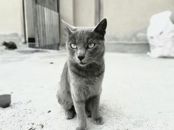 Close-up portrait of cat sitting