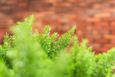 green