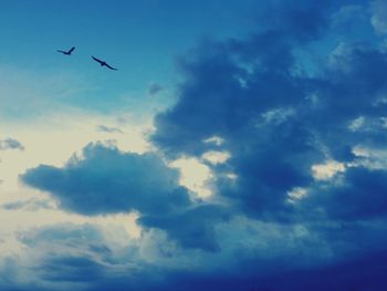 Low angle view of birds flying in sky