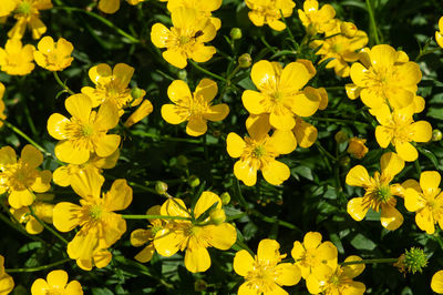 Close-up of yellow flowering plants