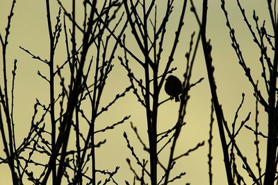 Low angle view of bare tree against sky