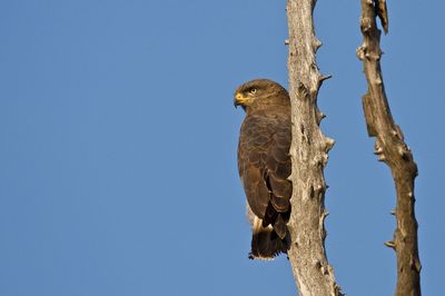 Low angle view of bird against clear blue sky