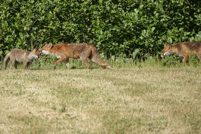 Deer in a field