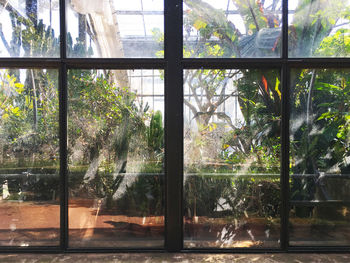 Reflection of trees on glass window