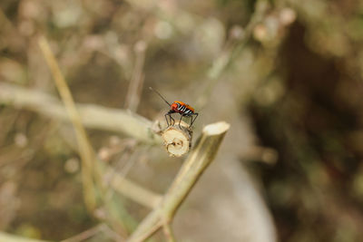 Close-up of insect on flower