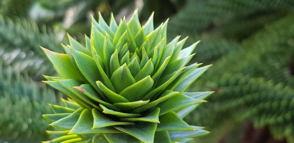 Close-up of succulent plant