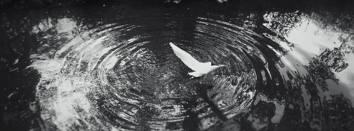 High angle view of swimming in lake