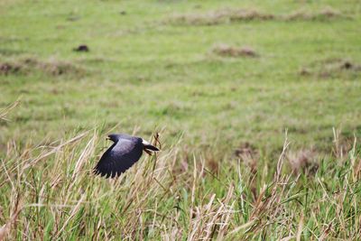 Bird flying over a field