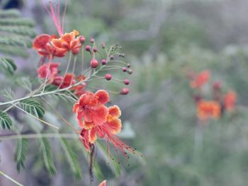 Close-up of red flower