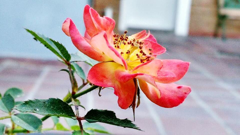 CLOSE-UP OF PINK FLOWERS BLOOMING