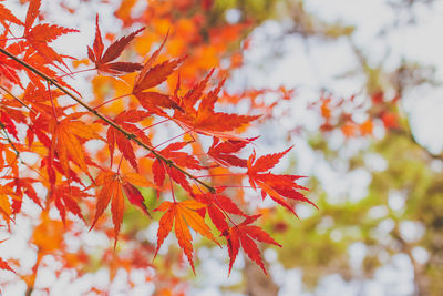 Low angle view of maple leaves