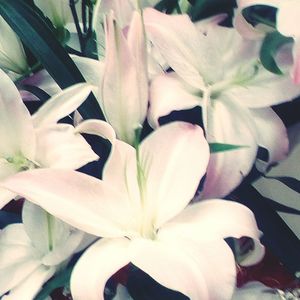 Close-up of flowers