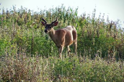 Deer standing on field