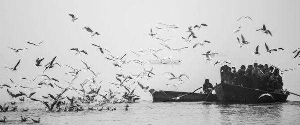 Birds flying over sea against clear sky