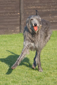 Dog standing on grassy field