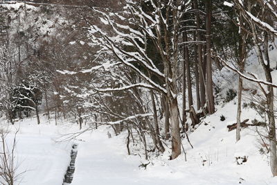 Trees on snow covered field