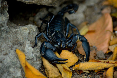 Close-up of insect on rock