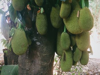 Close-up of fruits growing on tree