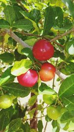 Close-up of strawberry growing on tree