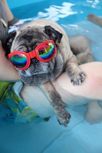 Man holding dog in swimming pool