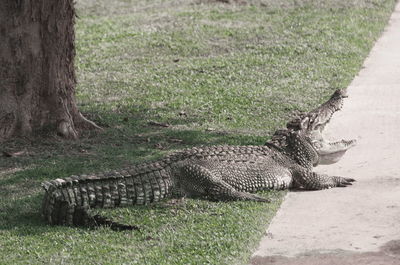 The relax of mugger crocodile. huge alligator.