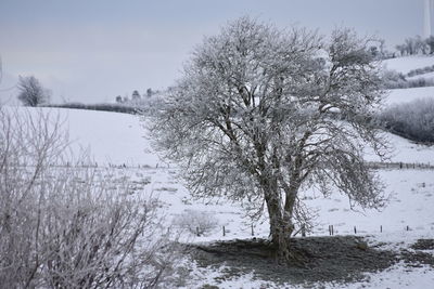 Trees on snow covered field against sky