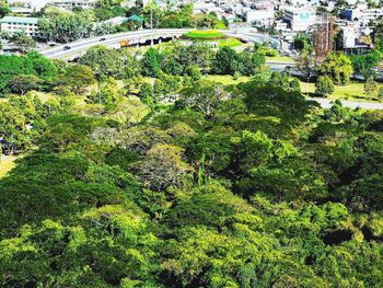 High angle view of trees and plants growing in city