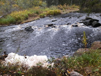 Scenic view of rocks in forest