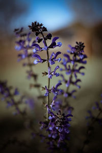 Close-up of purple flowers