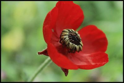Close-up of insect on red poppy