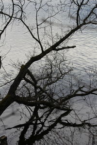 Low angle view of silhouette bare tree by lake against sky