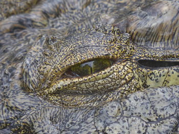 Close-up of crocodile