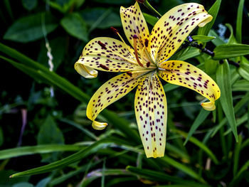 Close-up of flower