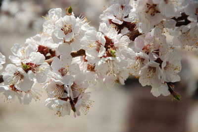 Close-up of cherry blossoms in spring