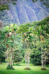 Scenic view of trees on field