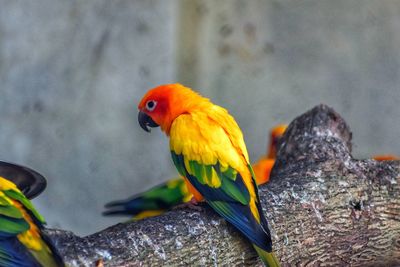 Close-up of parrot perching on tree