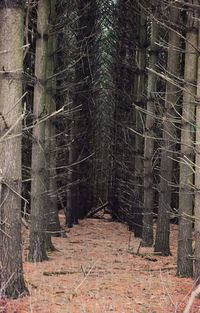 Narrow road along trees