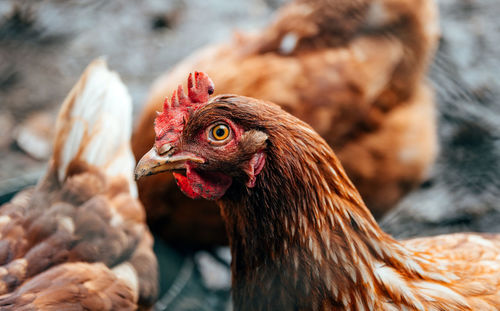 Chicken in their muddy yard. hen, rooster, farm animals.