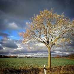 Tree on field against sky