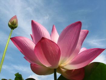 Close-up of pink lily