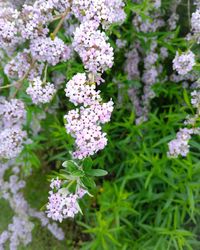 Close-up of purple flowering plants