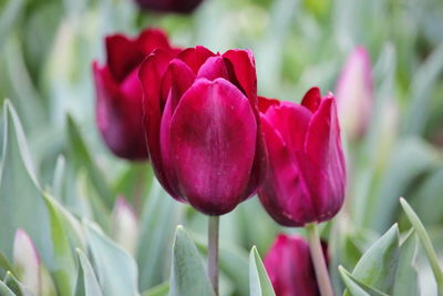 Close-up of pink tulips