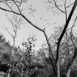 Low angle view of trees against sky